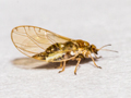 Trioza urticae